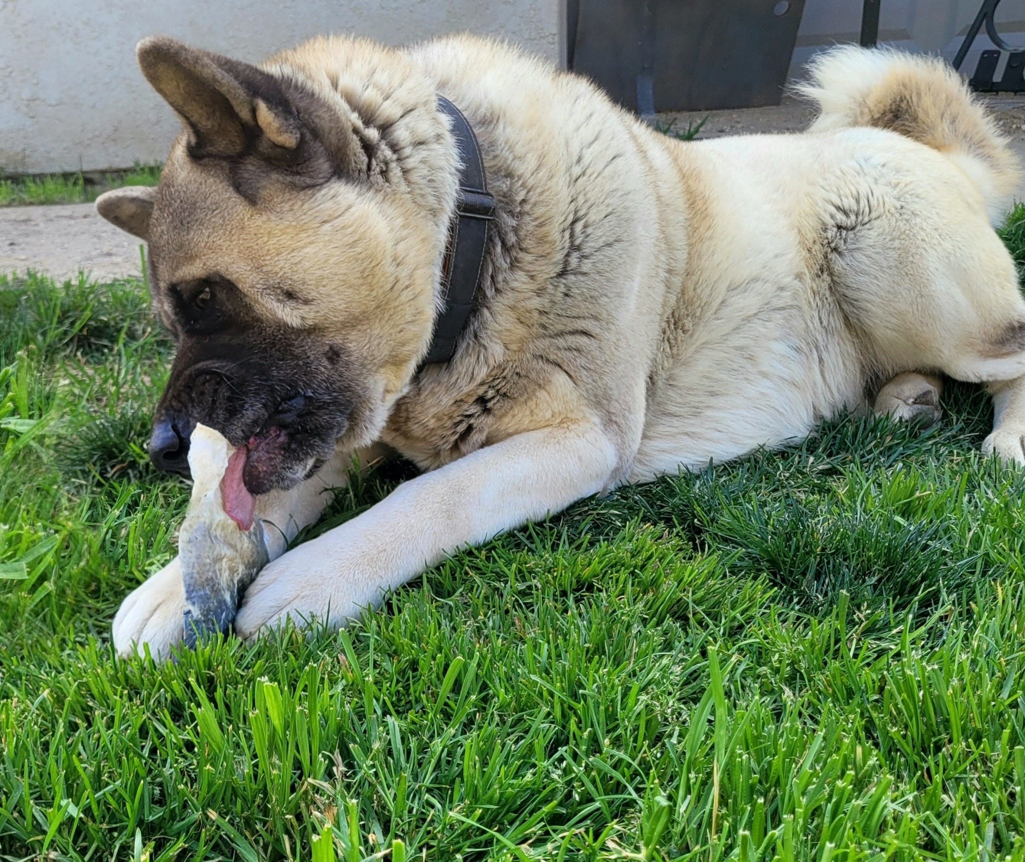 Air Dried Salmon Skin - Happee Dawg